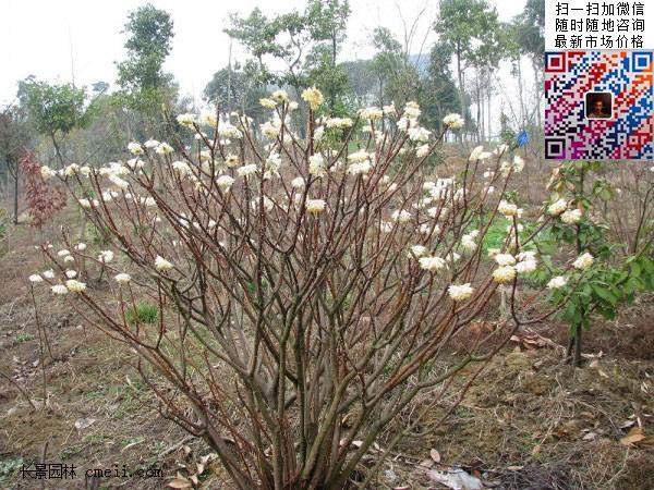 結(jié)香花,白花樹