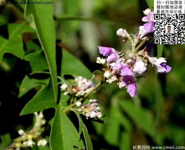 荊條種植基地小苗植物