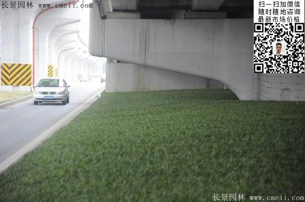 常綠地被草本花卉植物丹麥草圖片