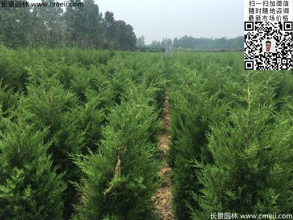 高度1米1.2米蜀檜精品苗優(yōu)惠價格出售