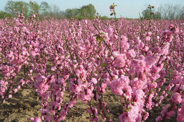 大花重瓣榆葉梅開花圖片