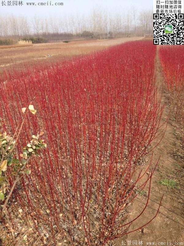 紅瑞木基地