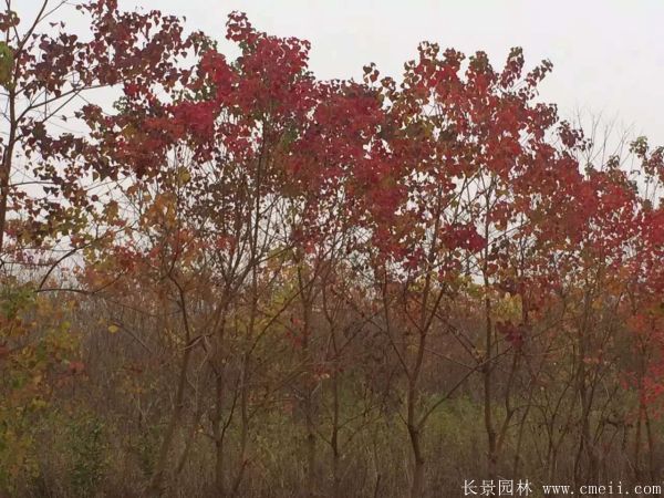 紅烏桕圖片紅烏桕基地實拍