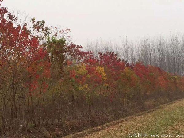 紅烏桕圖片紅烏桕基地實拍