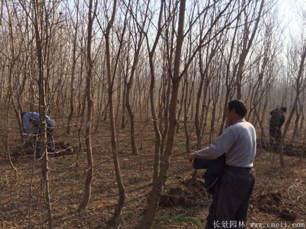 山烏桕圖片山烏桕苗木基地實(shí)拍