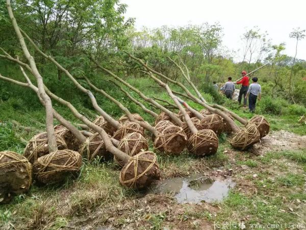 烏柏樹圖片烏柏樹苗木基地實拍