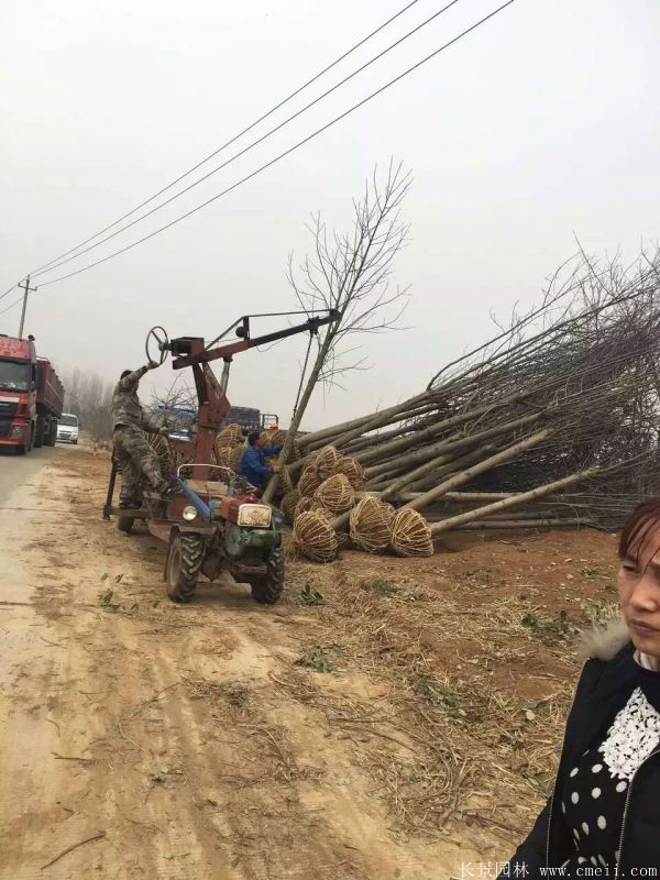 馬褂木圖片馬褂木基地實(shí)拍