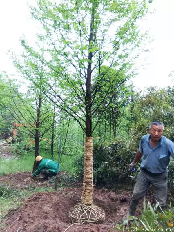 水杉樹圖片水杉樹基地實(shí)拍