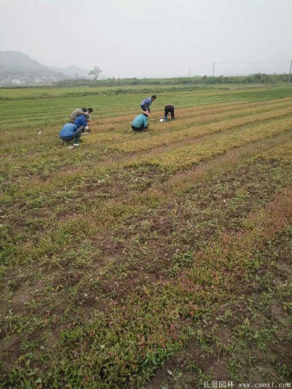 青楓種子發(fā)芽出苗圖片