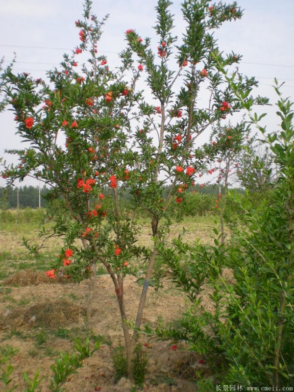 石榴樹(shù)圖片石榴樹(shù)基地實(shí)拍