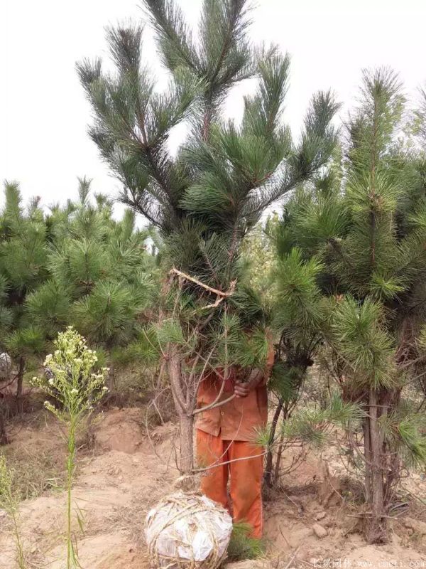 馬尾松圖片基地實拍