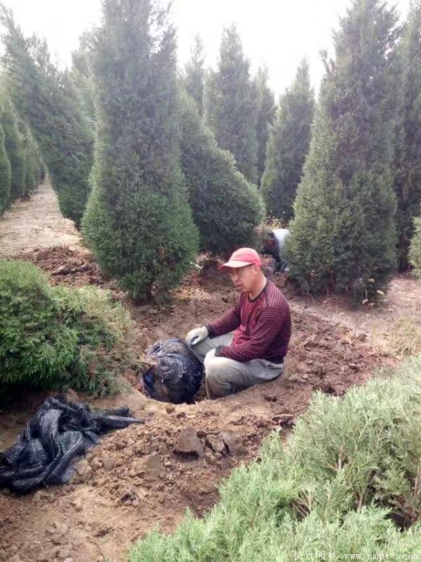 西安檜圖片基地實拍