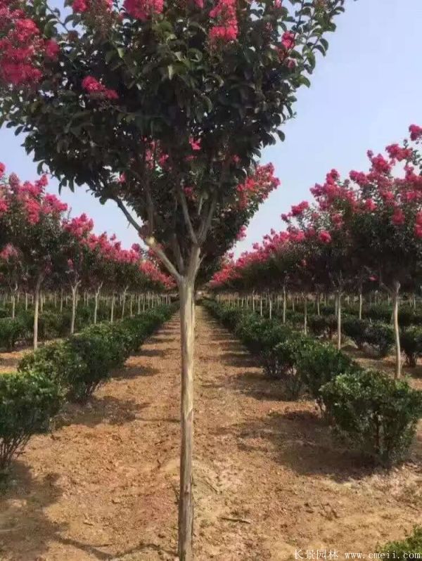 紫薇樹圖片基地實拍