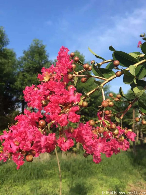 紅花紫薇開(kāi)花圖片