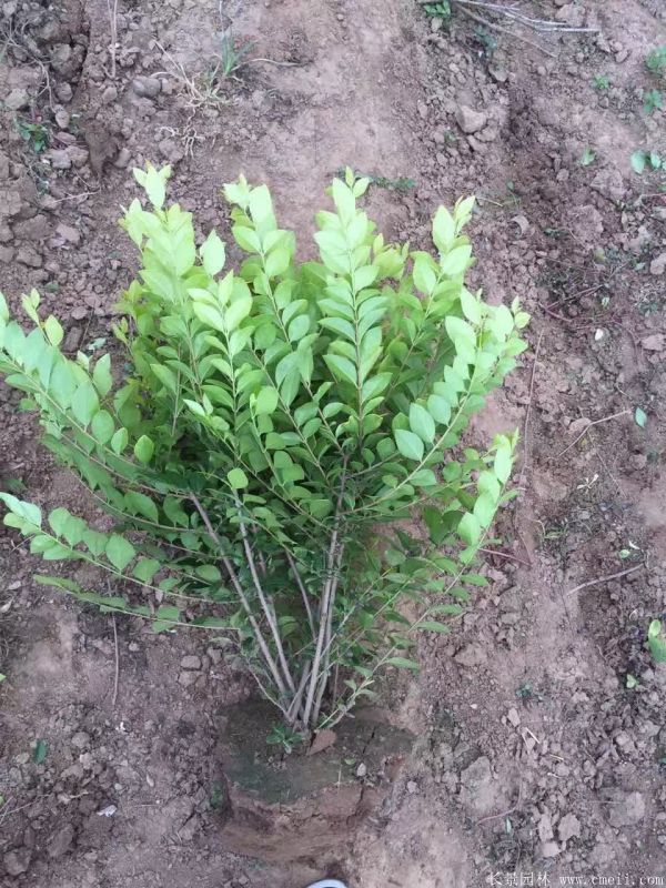 金葉女貞球圖片基地實拍