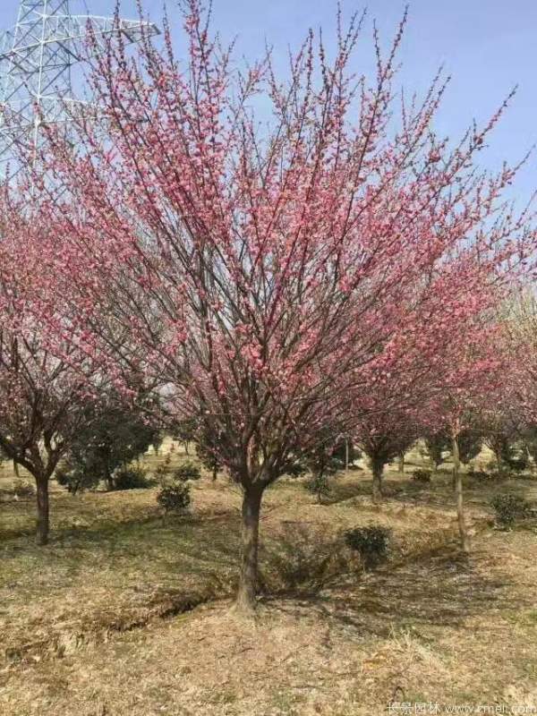 紅梅樹紅梅花圖片基地實拍