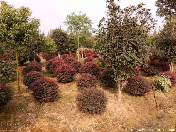 紅花繼木圖片基地實拍