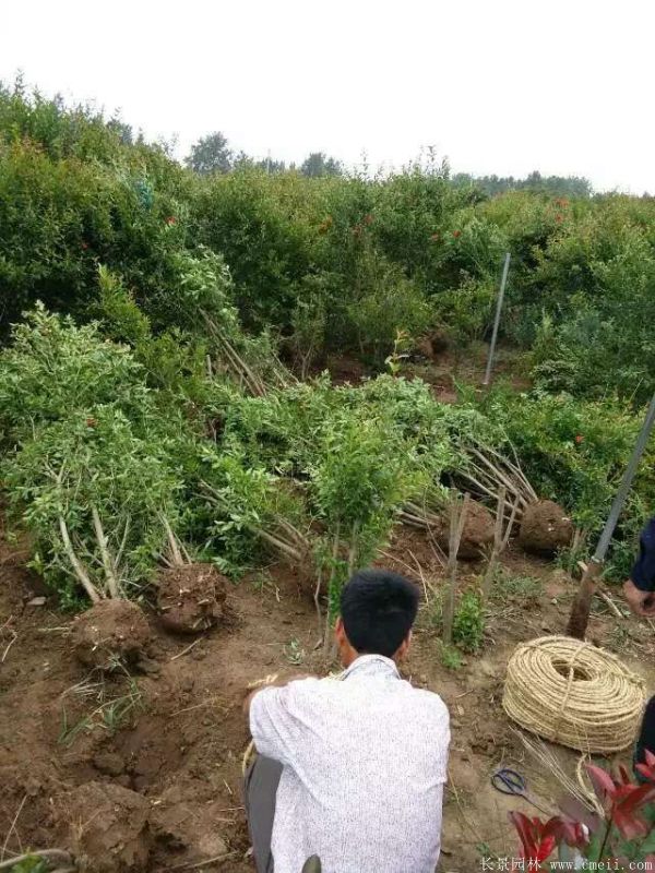 花石榴圖片基地實(shí)拍