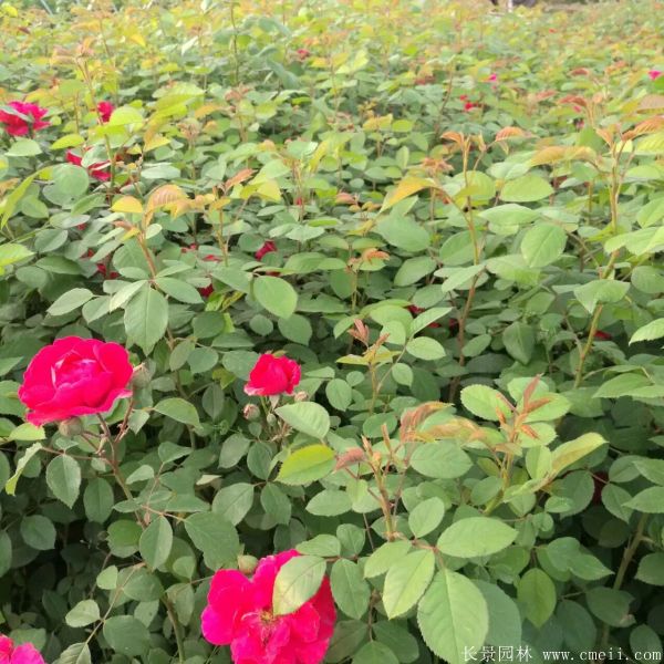 薔薇苗圖片基地實拍