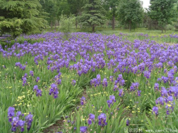 藍(lán)花鳶尾基地實拍圖片