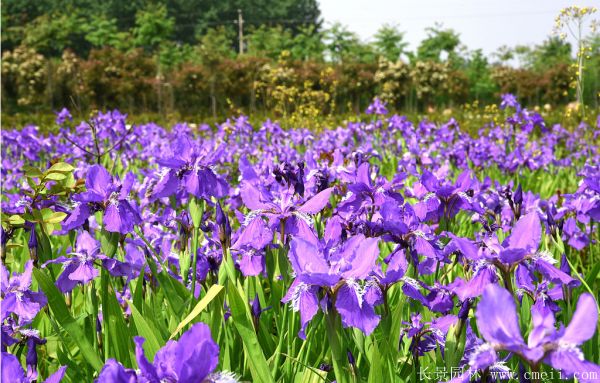 藍(lán)花鳶尾基地實拍圖片