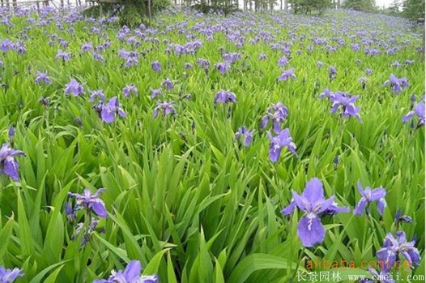 鳶尾花圖片基地實(shí)拍