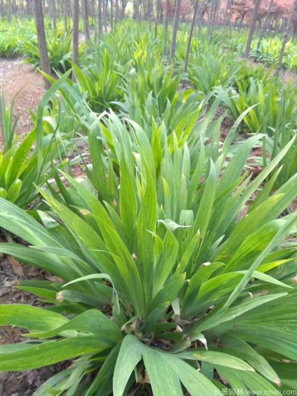 鳶尾草基地實(shí)拍圖片