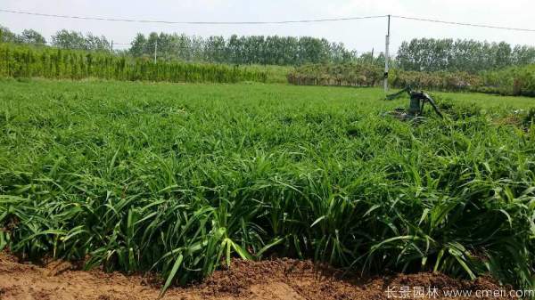 黃花萱草基地實(shí)拍圖片