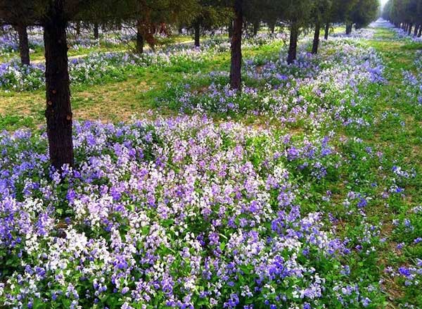 諸葛菜花海紫色藍(lán)色