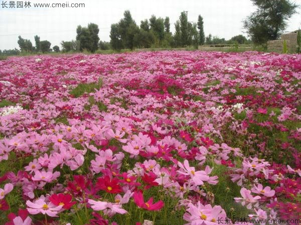 波斯菊種子發(fā)芽出苗開(kāi)花圖片