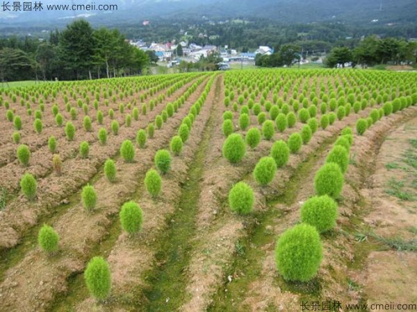 地膚種子發(fā)芽出苗圖片