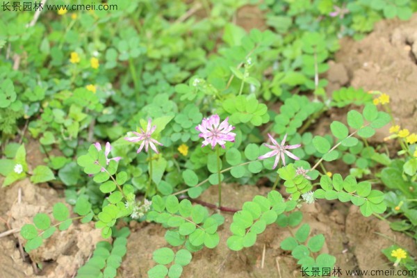 小冠花種子發(fā)芽出苗開花圖片