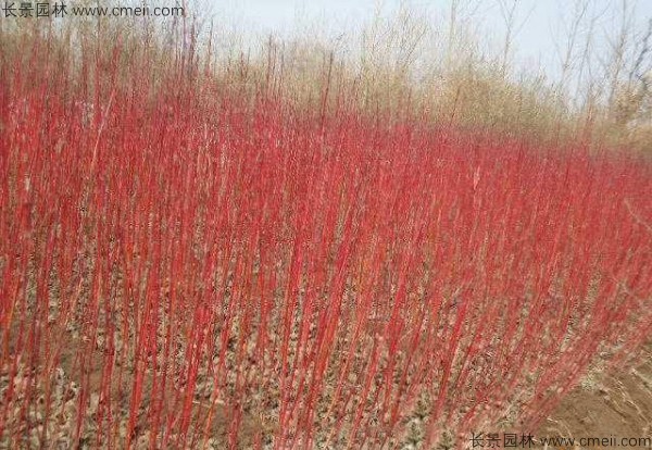 紅瑞木種子發(fā)芽出苗圖片