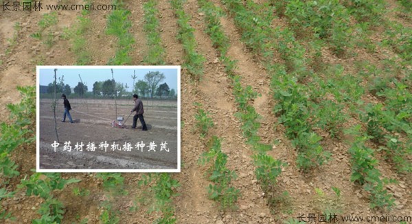 黃芪種子發(fā)芽出苗圖片