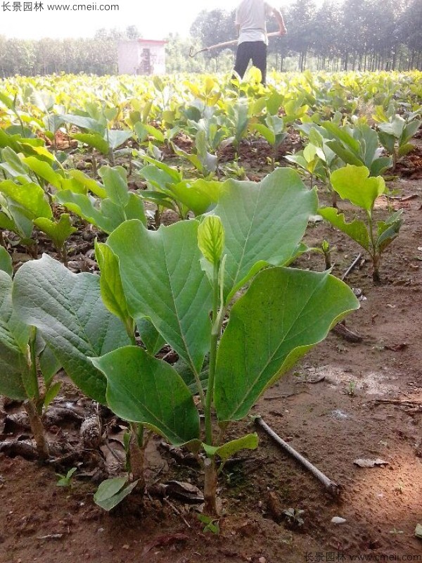 玉蘭種子發(fā)芽出苗圖片