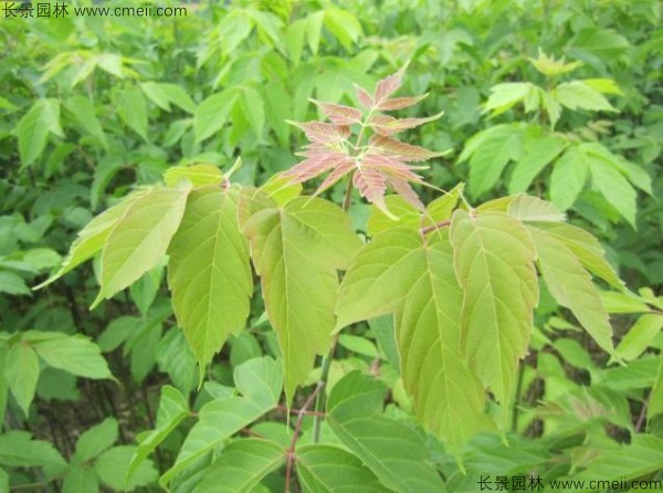 糖槭種子發(fā)芽出苗圖片