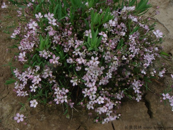 滿天星植物開(kāi)花圖片