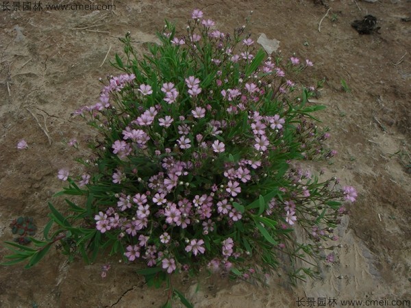 滿天星植物開(kāi)花圖片