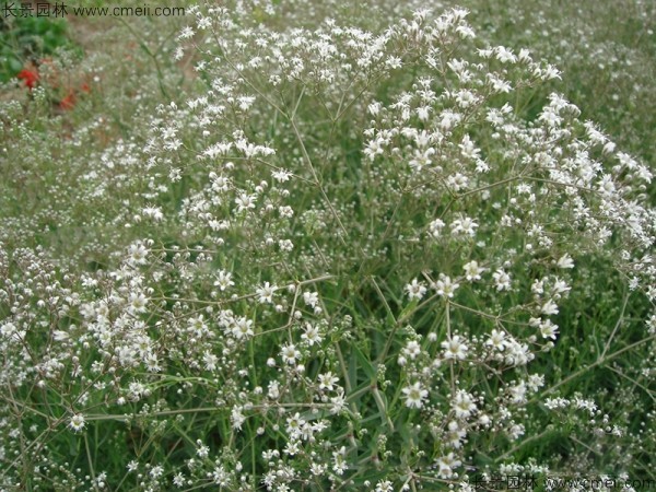 滿天星植物開(kāi)花圖片