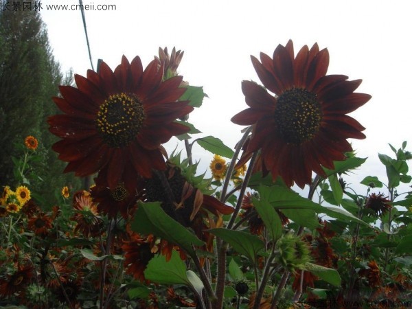 迷你向日葵種子發(fā)芽出苗開(kāi)花圖片