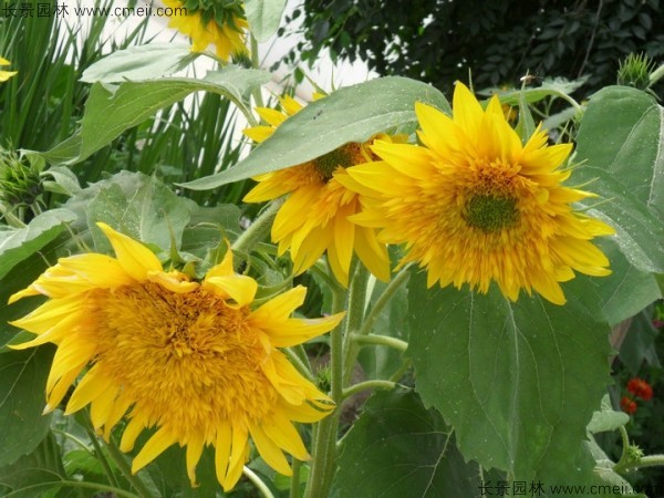 迷你向日葵種子發(fā)芽出苗開(kāi)花圖片