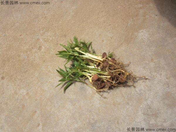 桃樹(shù)種子發(fā)芽出苗圖片