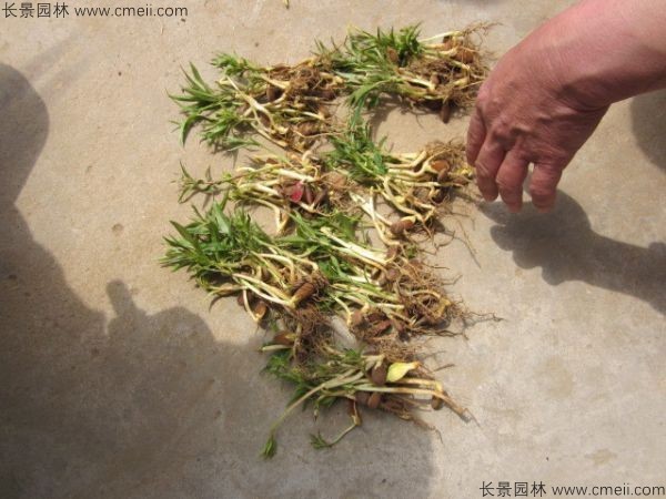 桃樹(shù)種子發(fā)芽出苗圖片