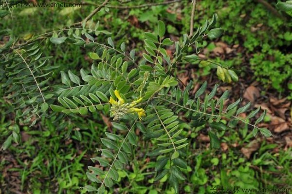 苦參種子發(fā)芽出苗圖片