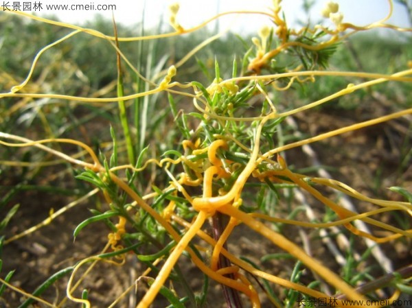 植物菟絲子圖片