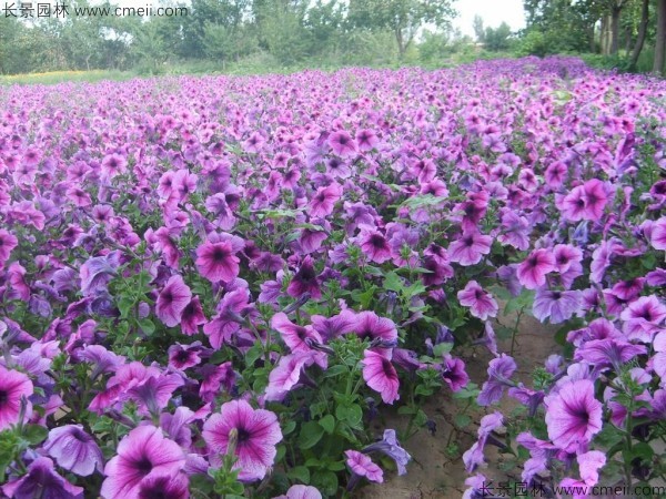 野花組合開(kāi)花圖片