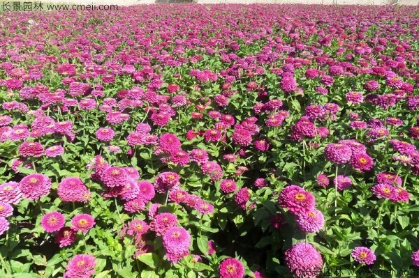 野花組合開(kāi)花圖片