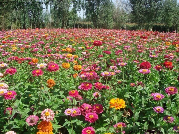 野花組合開(kāi)花圖片