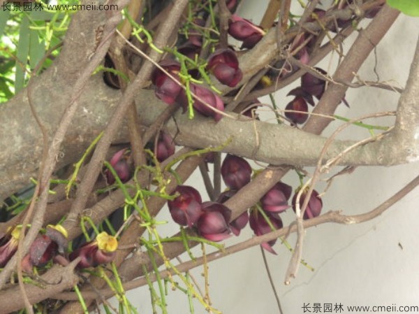 油麻藤開(kāi)花樹(shù)葉樹(shù)藤圖片