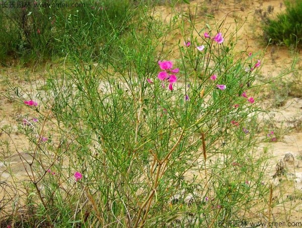 花棒開(kāi)花圖片